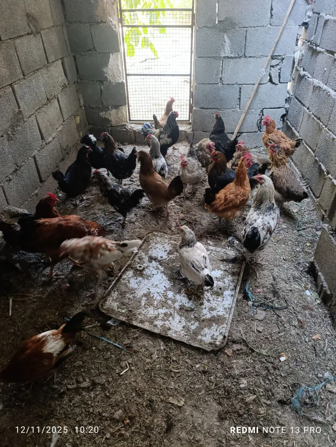 مرغ و خروس جوان|حیوانات مزرعه|پیر بکران, |دیوار