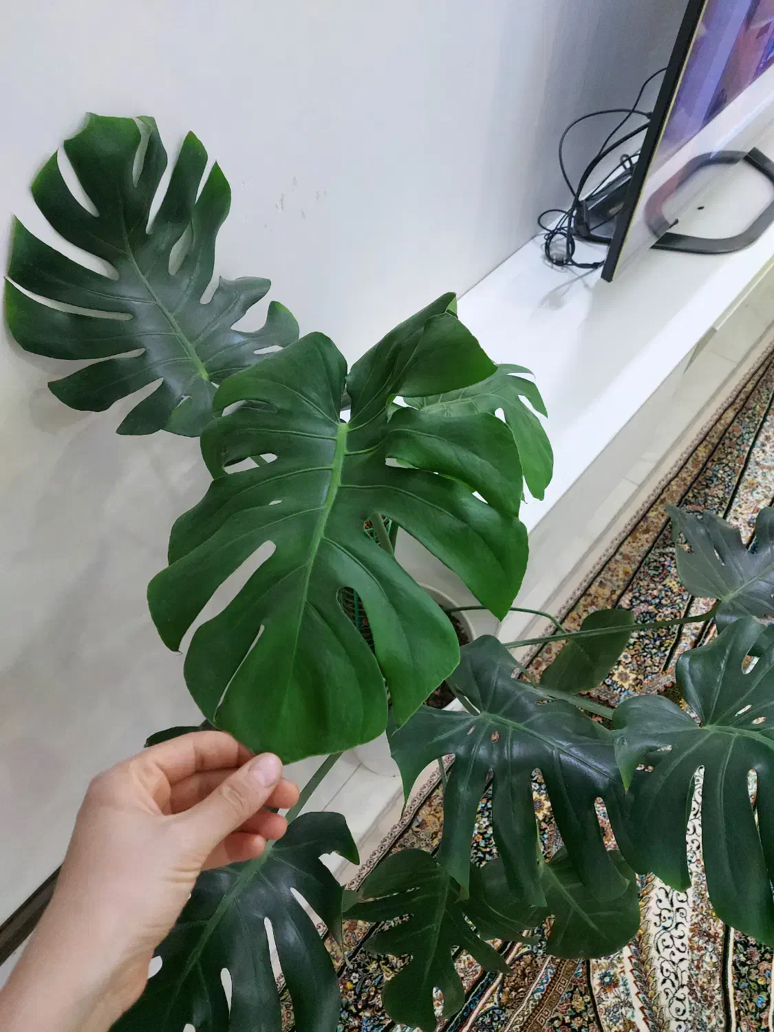 مانسترا برگ انجیری|گل و گیاه طبیعی|اسلامشهر, شهرک واوان|دیوار