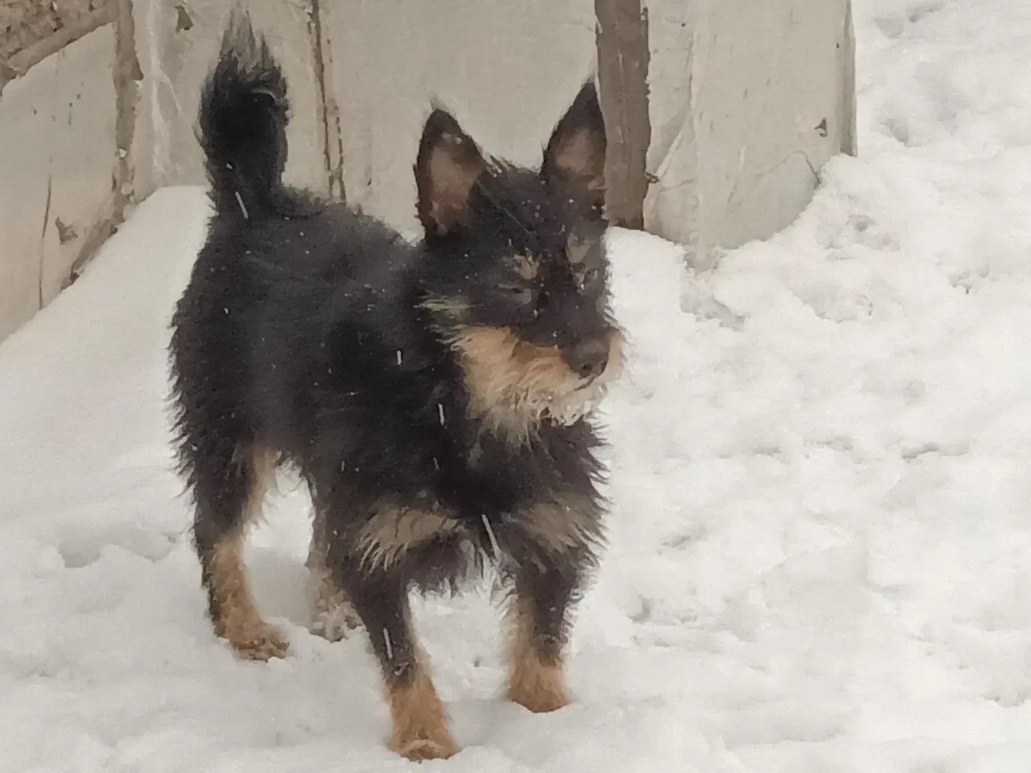 سگ گمشده|حیوانات|تهران, نارمک جنوبی|دیوار