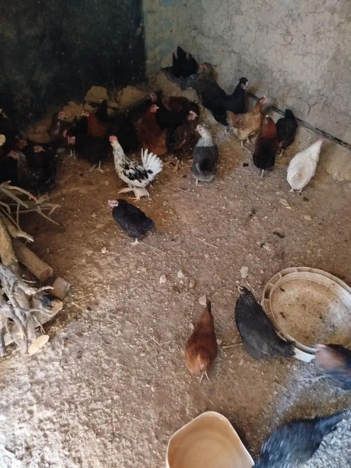 مرغ|حیوانات مزرعه|شیدا, |دیوار