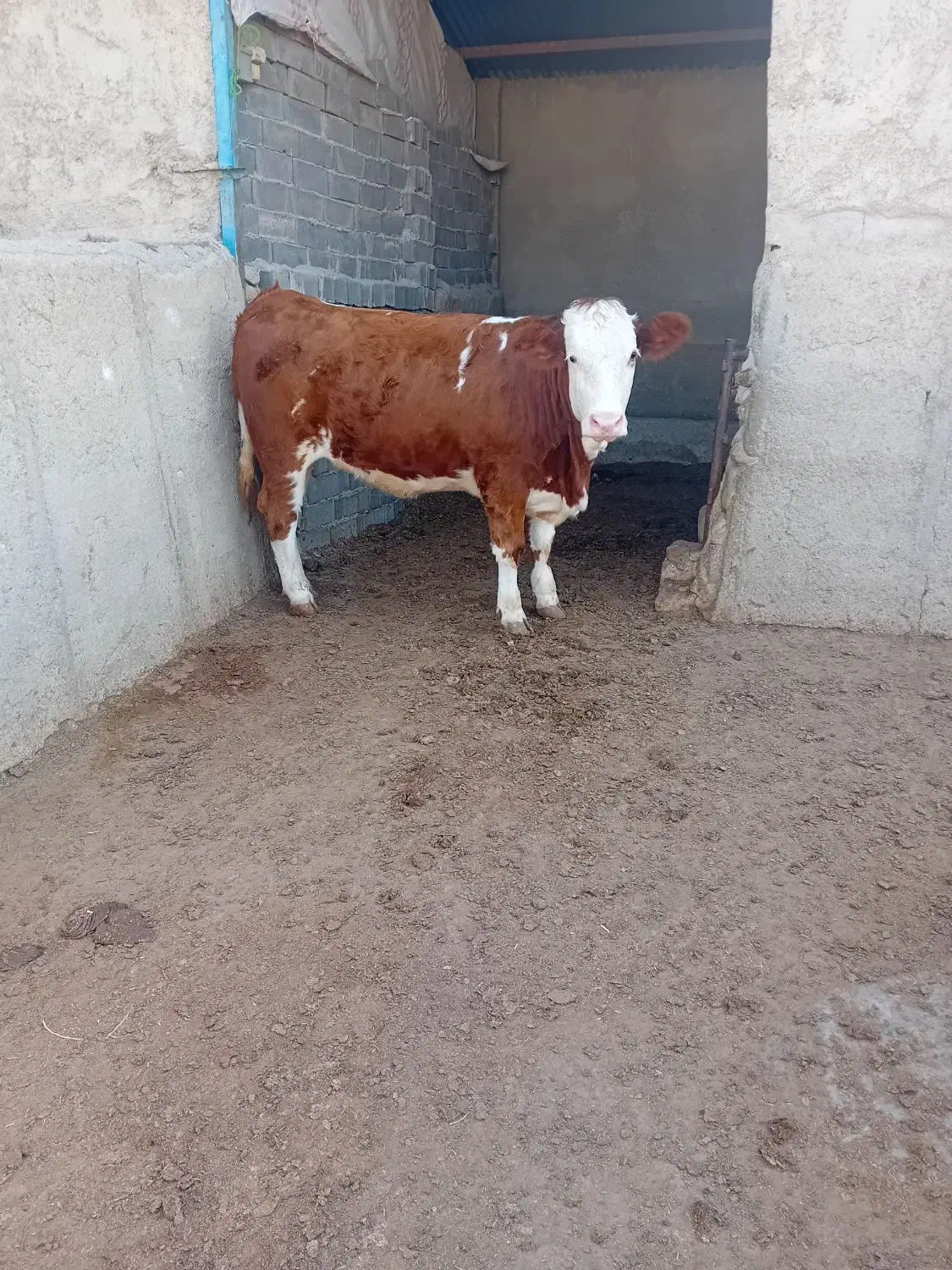 فروشنده و خری دار گوسفند،بره،گوساله،گاو|حیوانات مزرعه|تهران, تهرانپارس غربی|دیوار