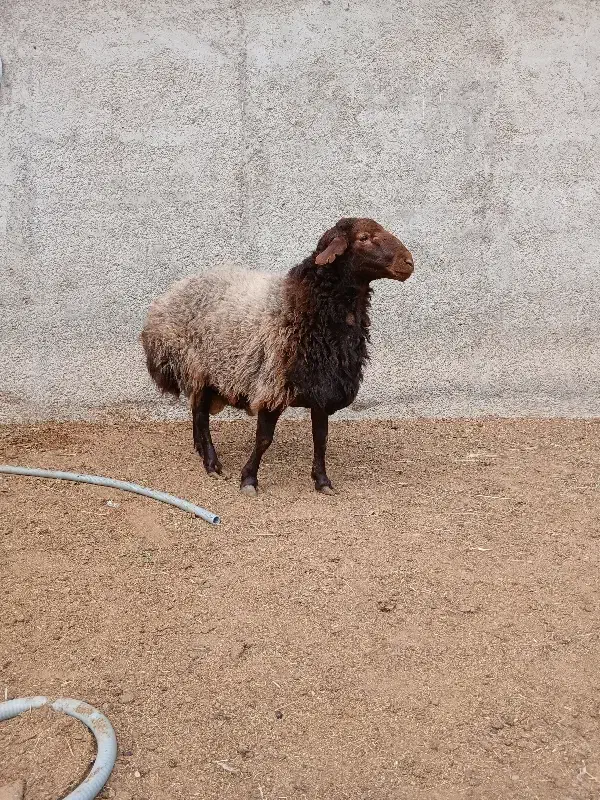 قوچ همو بره شیشک همو|حیوانات مزرعه|قوچان, |دیوار