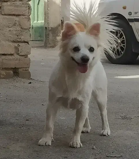 سگ باهوش|سگ|اصفهان, ارغوانیه|دیوار