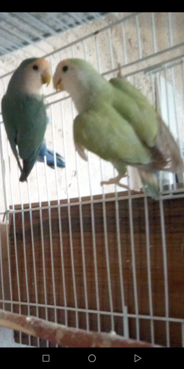 یک جفت مرغ عشق پروانه ای و دو جفت کوتوله برزیلی.|پرنده|نیشابور, ریوند|دیوار