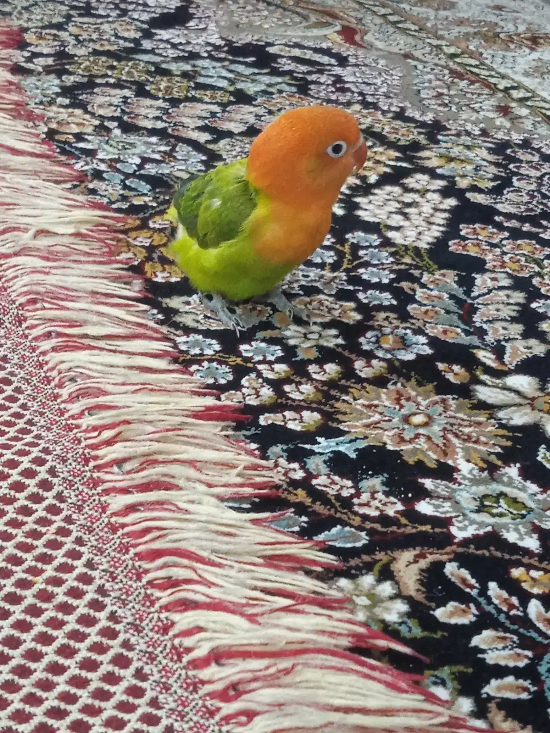 طوطی برزیلی|پرنده|مشهد, بهارستان|دیوار