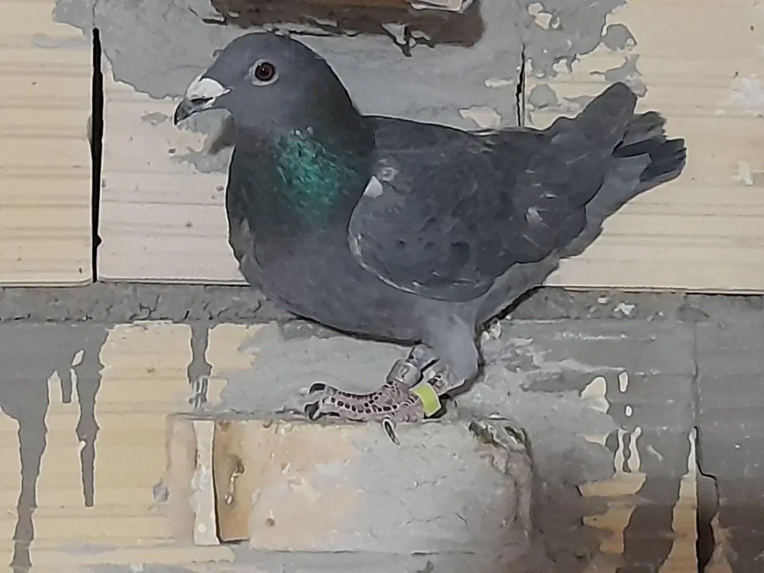 کفتر|پرنده|آباده, |دیوار