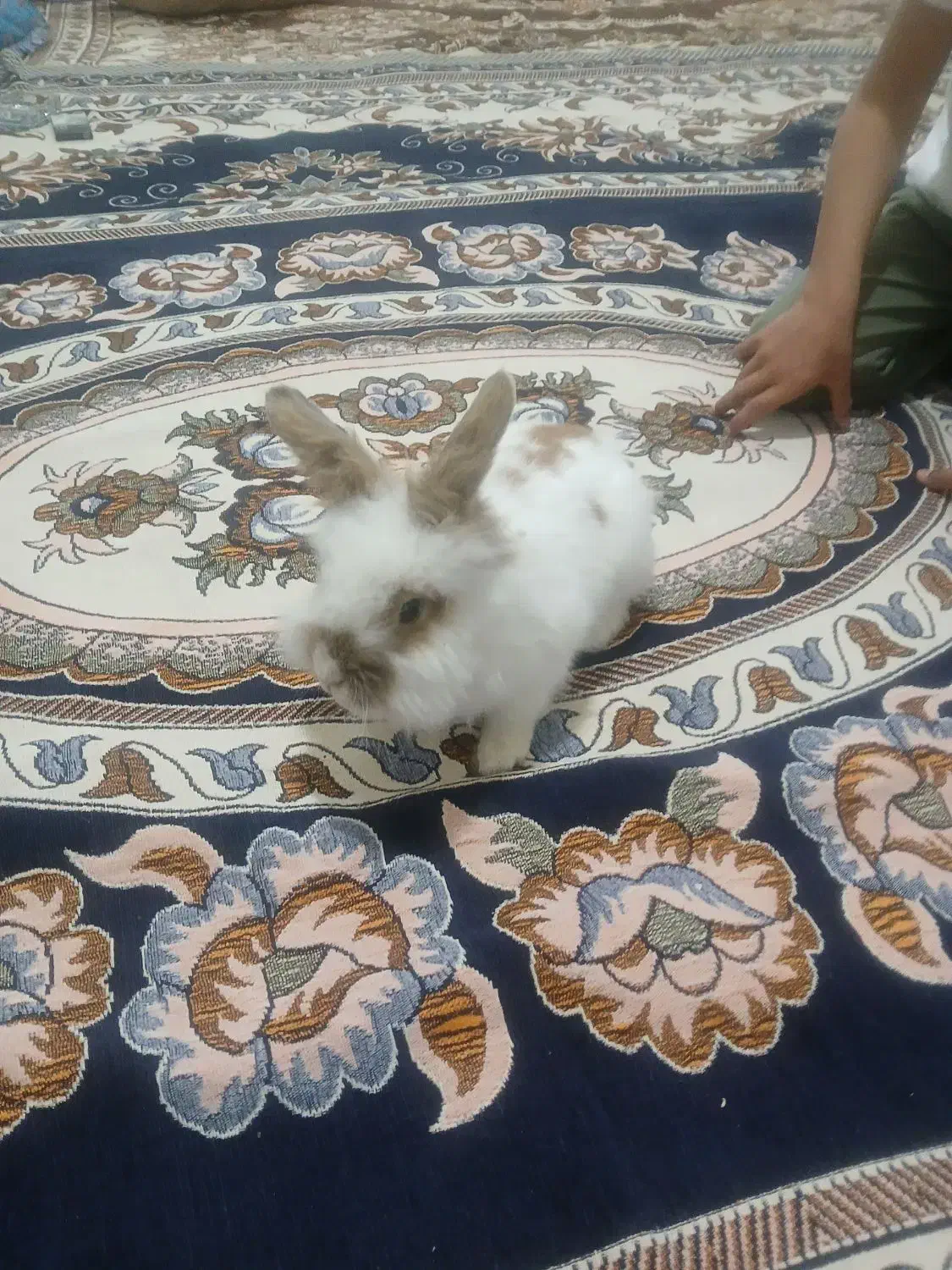 خرگوش|موش و خرگوش|بیجار, |دیوار