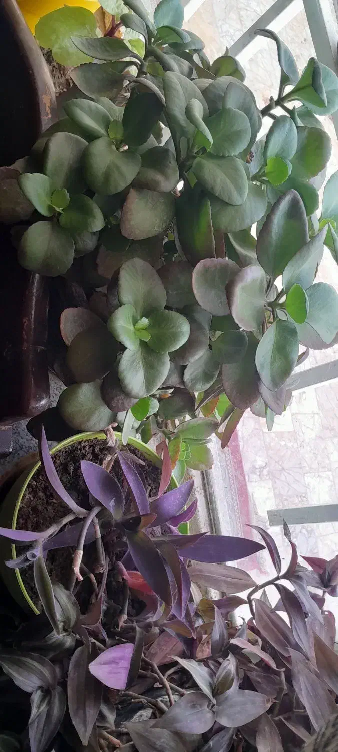 گل اپارتمانی|گل و گیاه طبیعی|مشهد, کلاکوب|دیوار