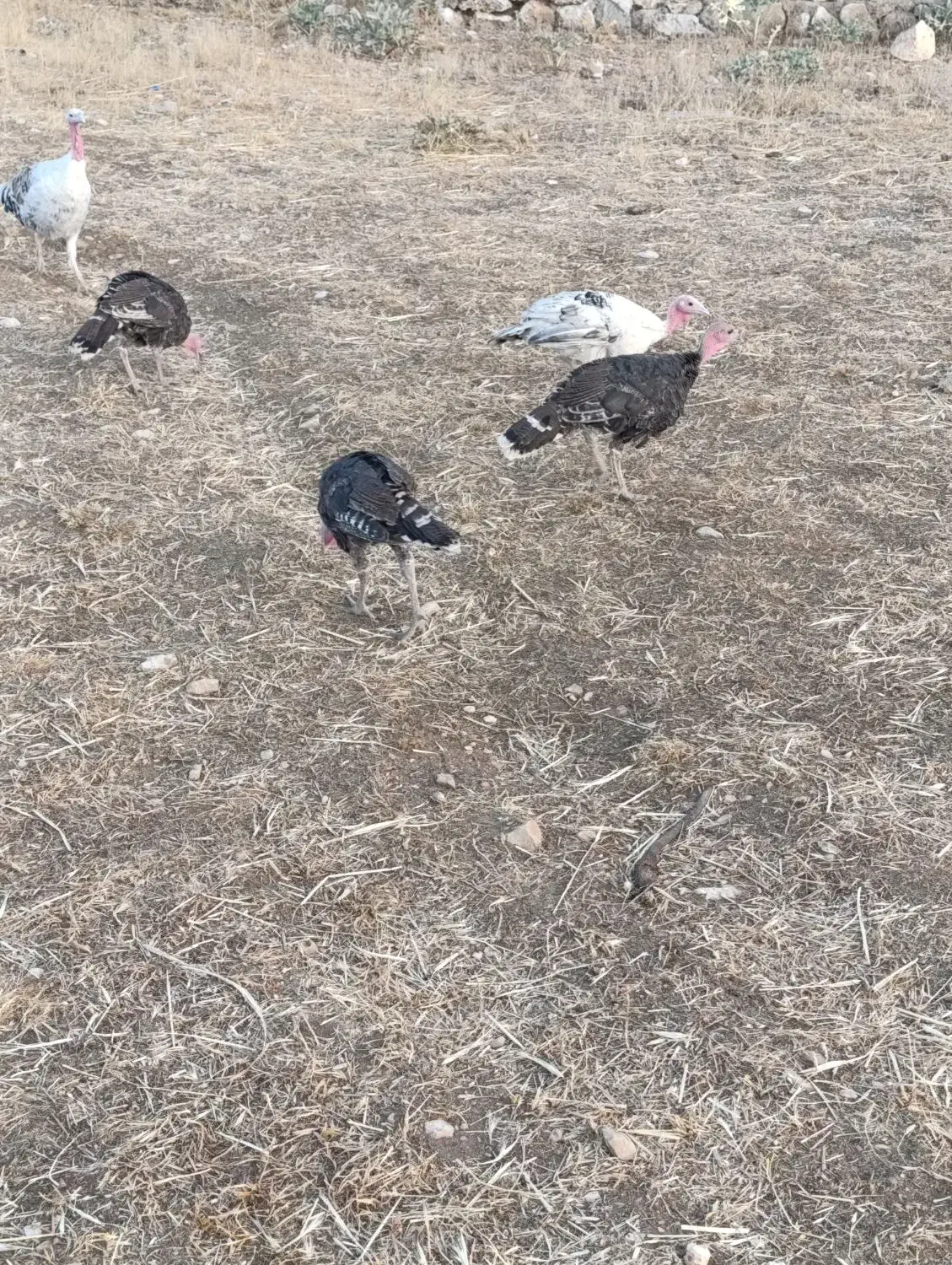 یک عدد بوقلمون نرویک عددماده بابک جوجه یک ماهه|حیوانات مزرعه|لردگان, |دیوار