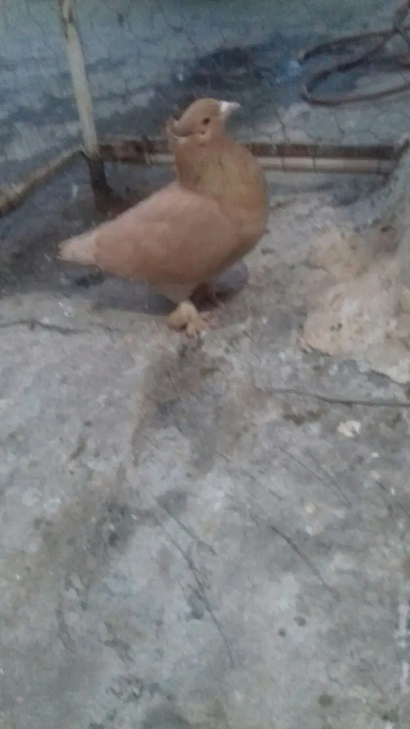 پرشی|پرنده|قم, چهار مردان|دیوار