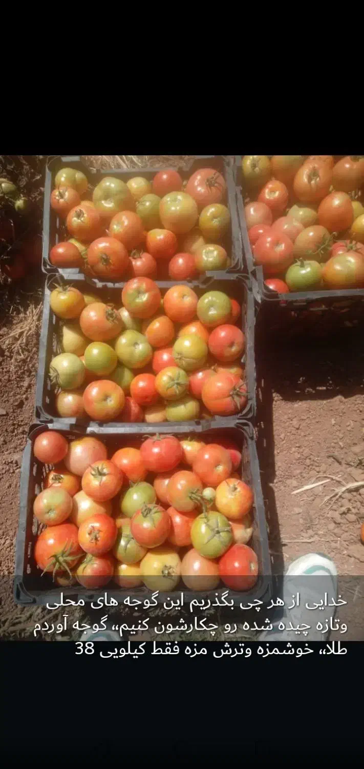 گوجه محلی ترش وخوشمزه|خوردنی و آشامیدنی|لنده, |دیوار