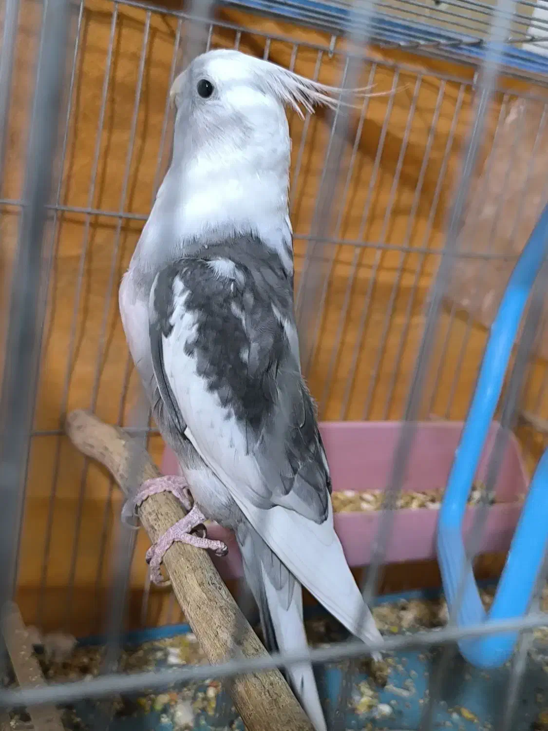 دوکت البینو شاه هیکیل|پرنده|باوی, |دیوار