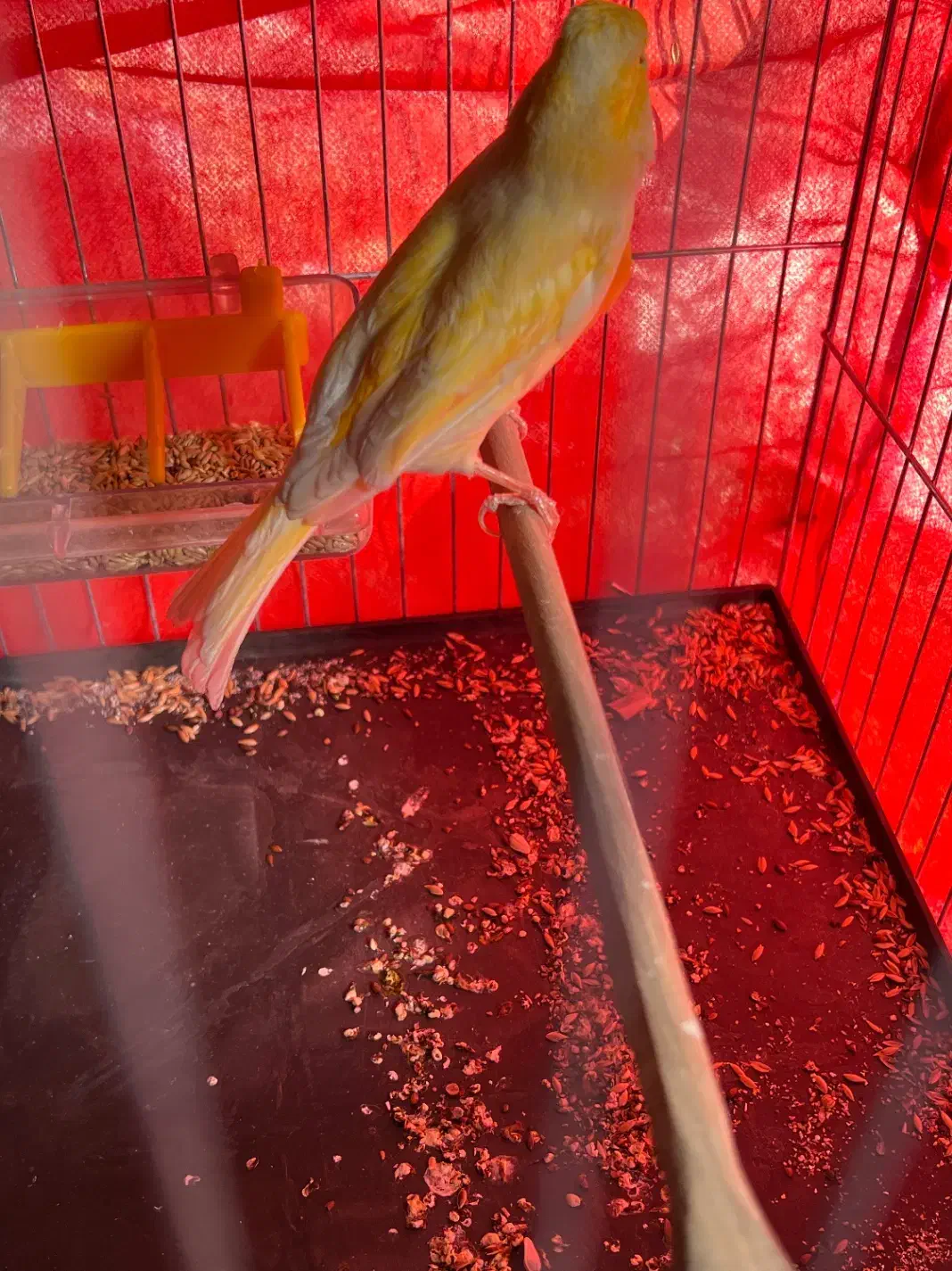 قناری نر بخون.سهره بخون|پرنده|پاکدشت, پاکدشت (مامازند)|دیوار