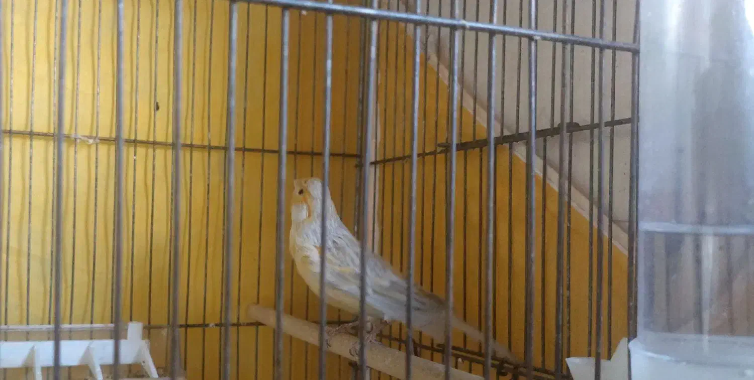 قناری اوپال سیلور|پرنده|قم, پردیسان|دیوار