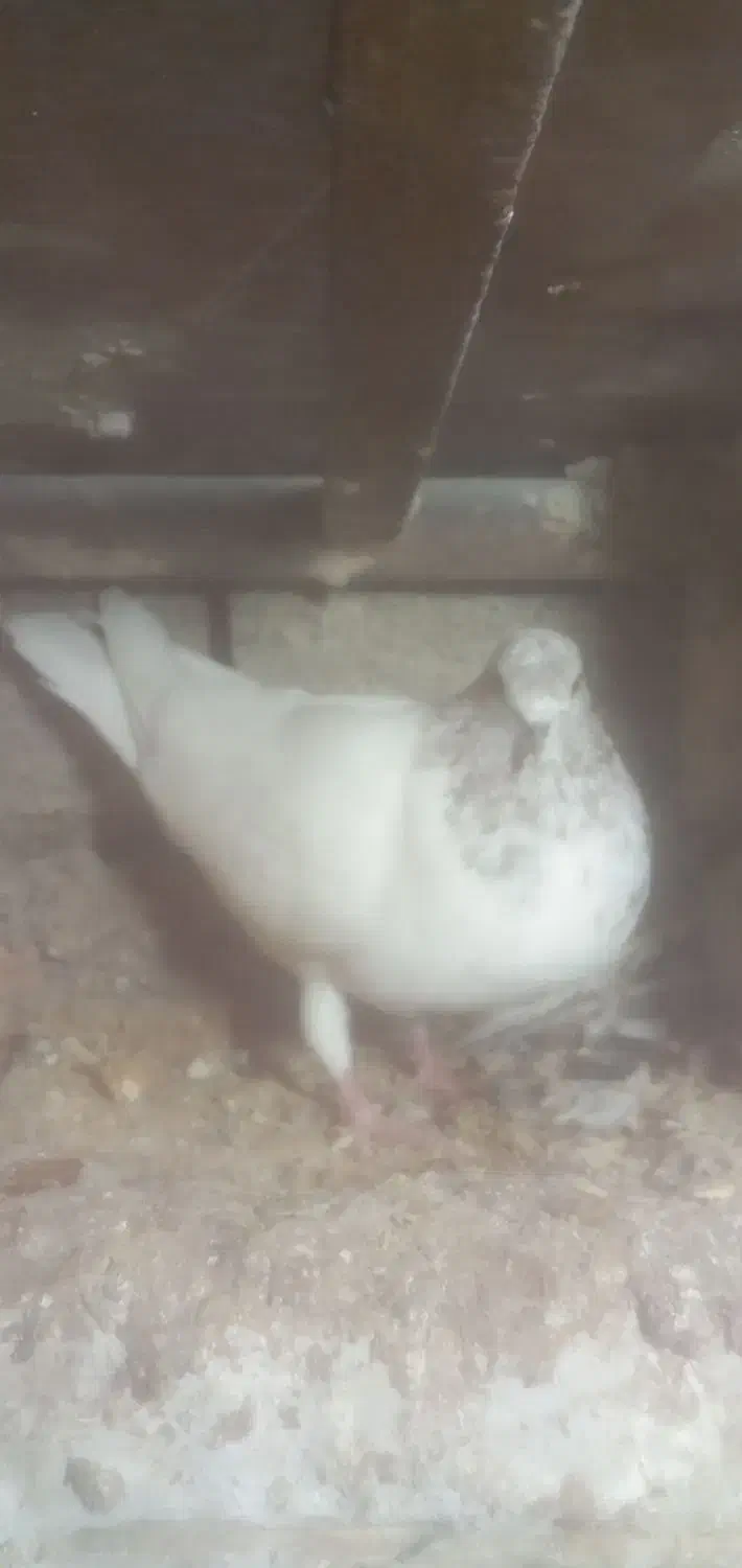 تعدادی کبوتر پرشی|پرنده|صوفیان, |دیوار