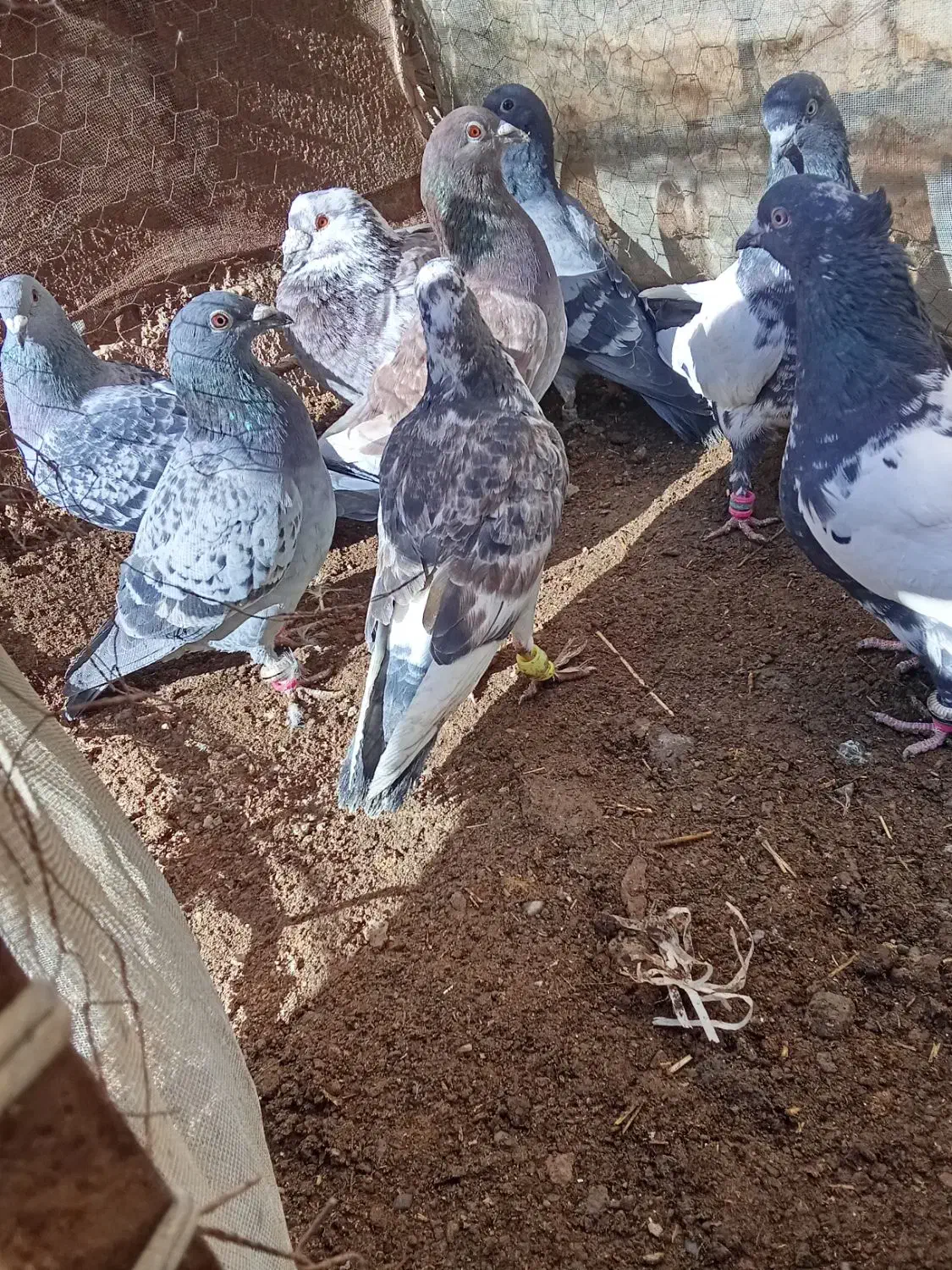 کفتر|پرنده|سلیمان, |دیوار