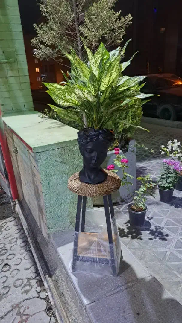 گلهای آپارتمانی|گل و گیاه طبیعی|فولادشهر, مسکن مهر فولادشهر|دیوار