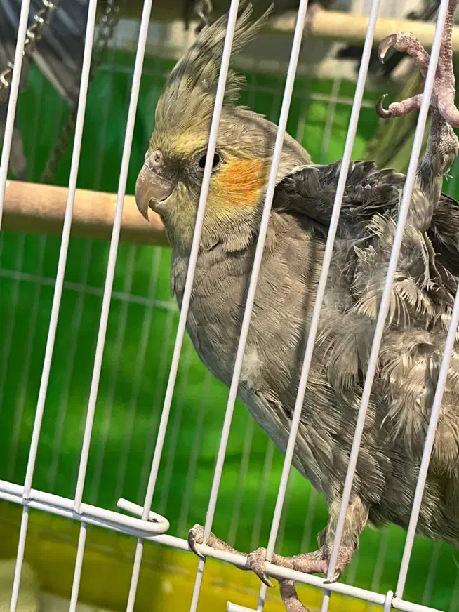 پرنده ، عروس هلندی|پرنده|شهرکرد, |دیوار