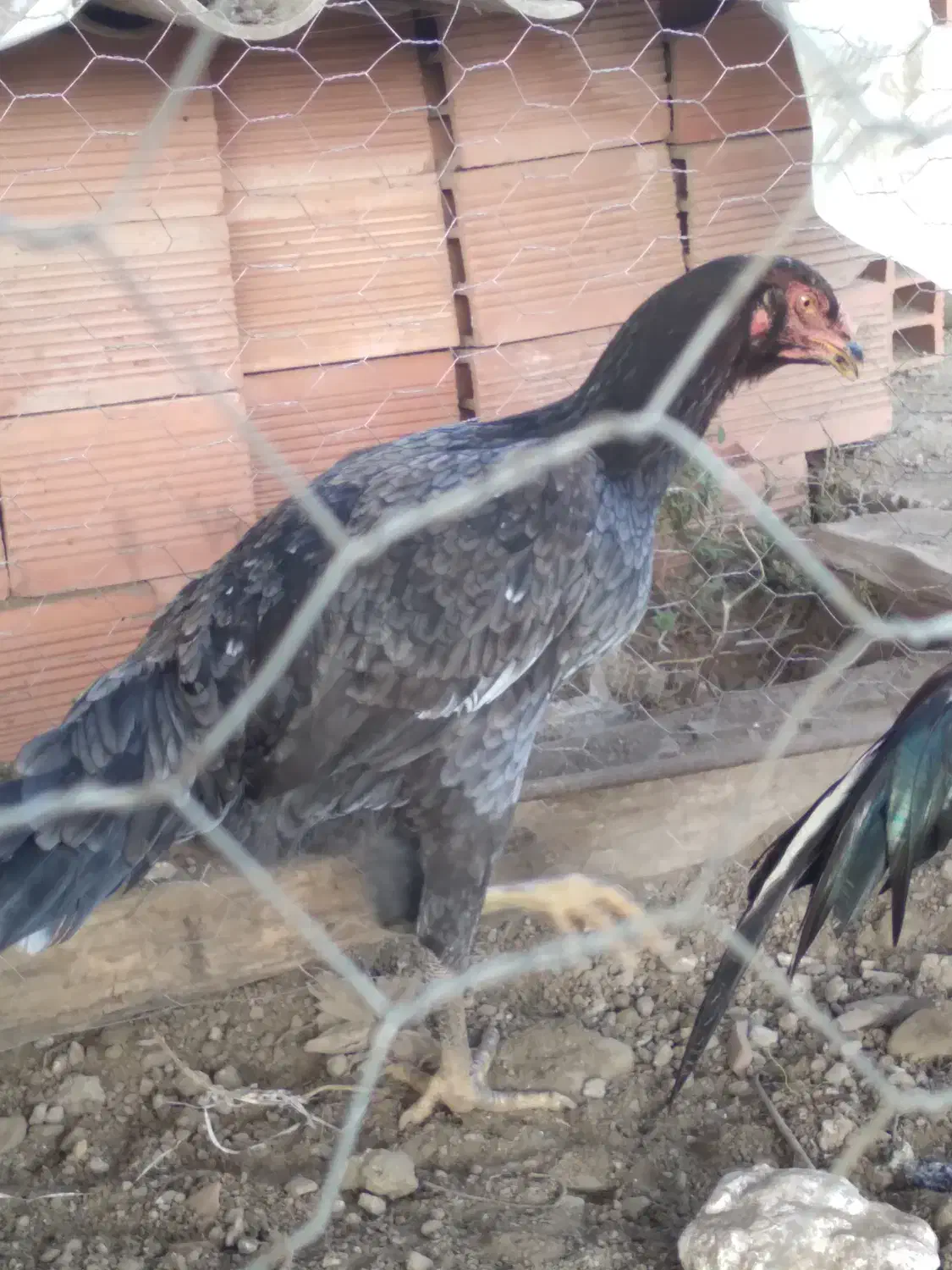 خروس ومرغ لاری ۷ماهه|حیوانات مزرعه|لوندویل, |دیوار