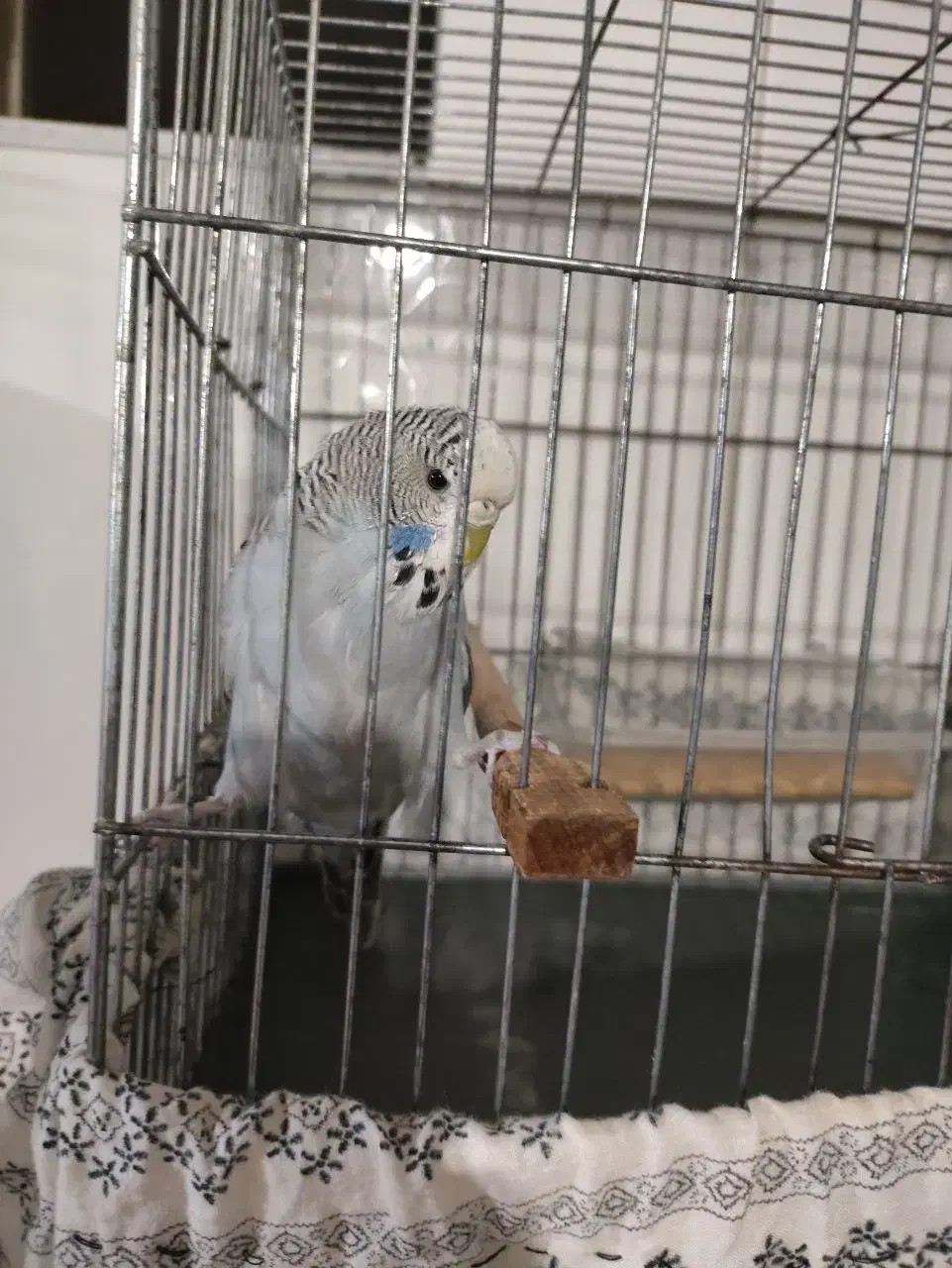 مرغ عشق دستی|پرنده|اقبالیه, |دیوار