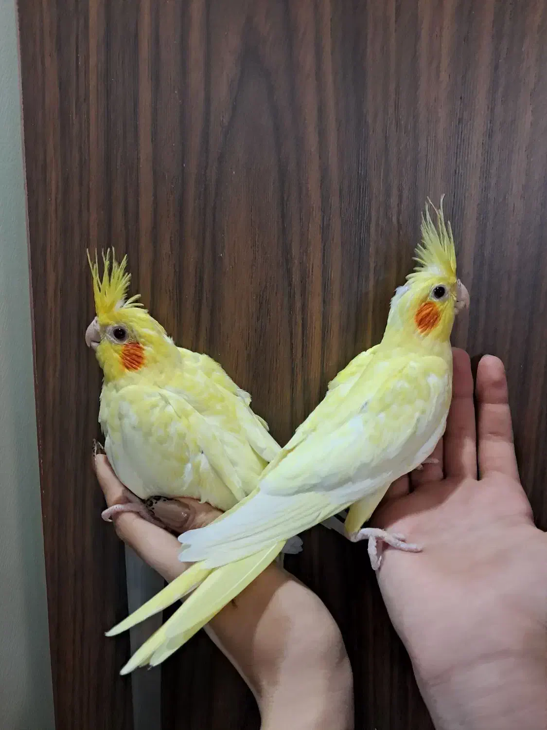 جوجه عروس هلندی لوتینو زعفرانی سرلاکی و دستی|پرنده|کرج, شهرک ولیعصر|دیوار