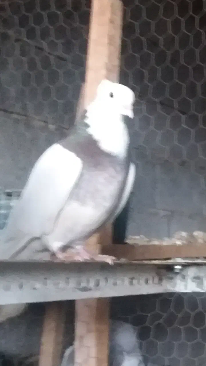 فروش کبوتر|پرنده|شیراز, درکی|دیوار