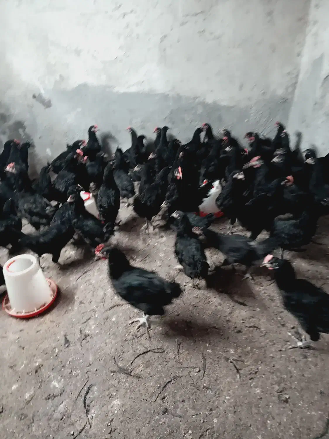 نیمچه مرغ تخمگذار 4 ماهه استرالوپ|حیوانات مزرعه|شاهین‌شهر, حافظ جنوبی|دیوار