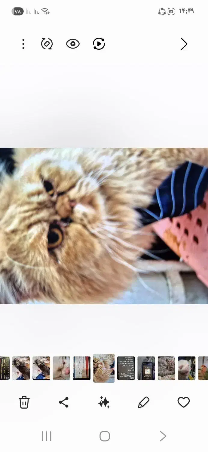 گمشده|حیوانات|تهران, بریانک|دیوار