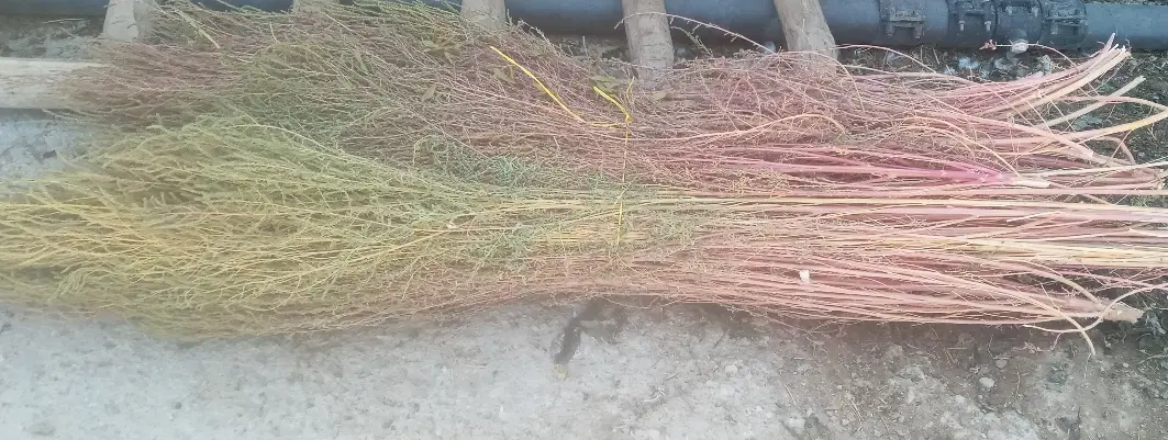 جارو|جاروبرقی، جارو شارژی، بخارشو|حمیل, |دیوار