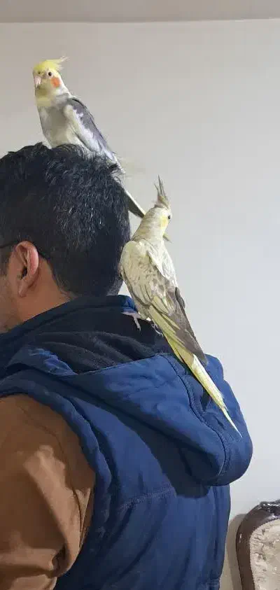 چهارتا عروس هلندی|پرنده|زند, |دیوار