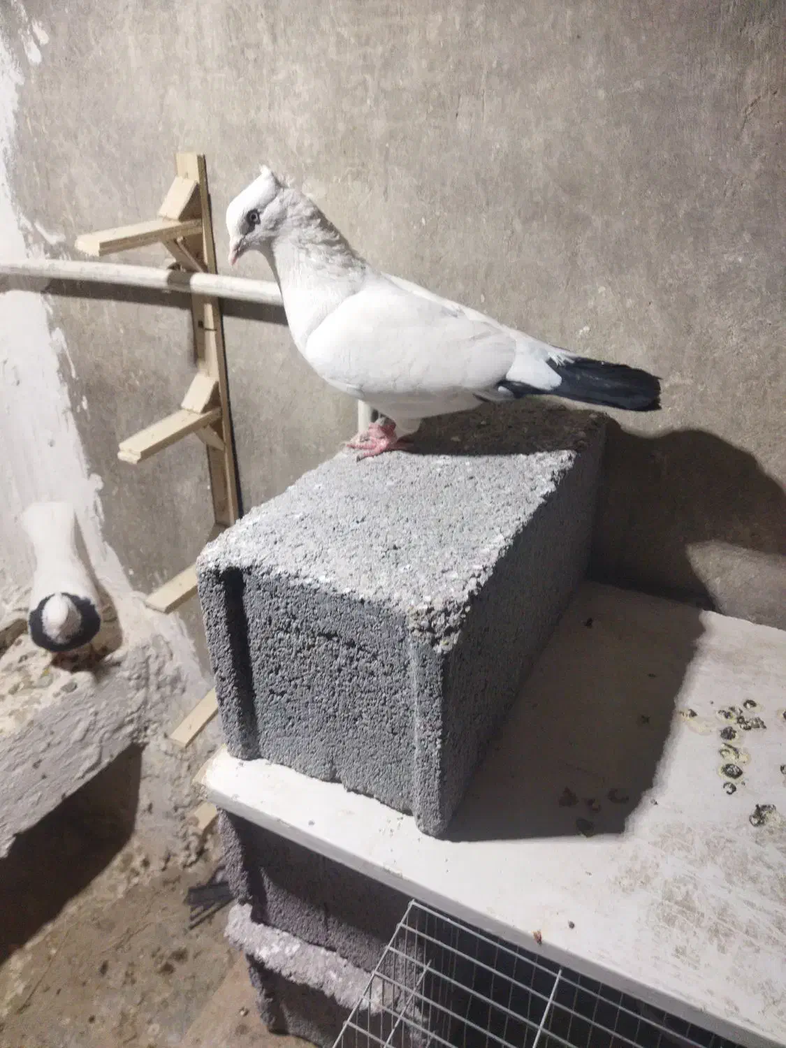 کبوتر|پرنده|شیروان (خراسان), |دیوار