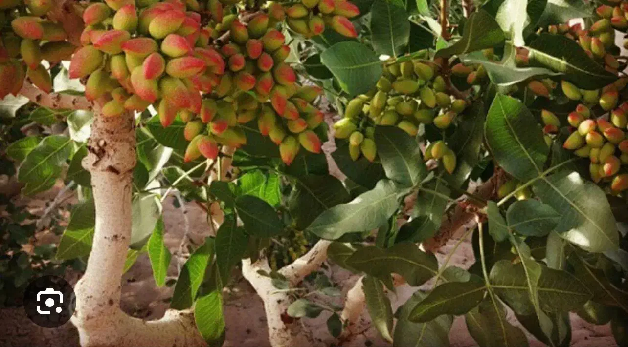 فروش باغ پسته همراه با آب|فروش زمین و ملک کلنگی|ابرکوه, |دیوار