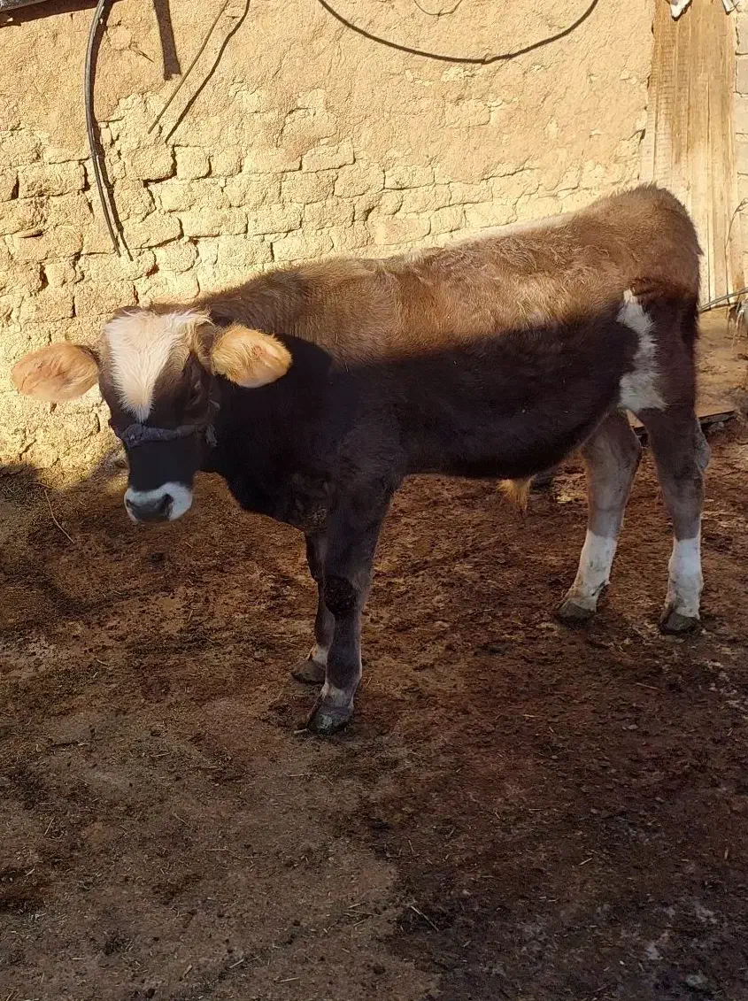 گوساله نر بران|حیوانات مزرعه|پادنا علیا, |دیوار