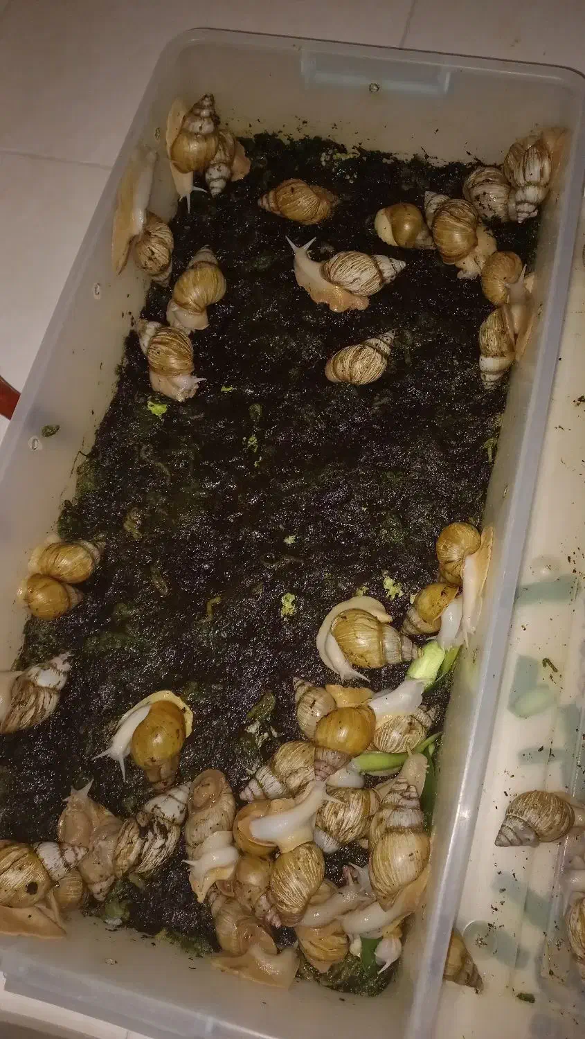 حلزون درشت|خزنده|قم, بنیاد|دیوار