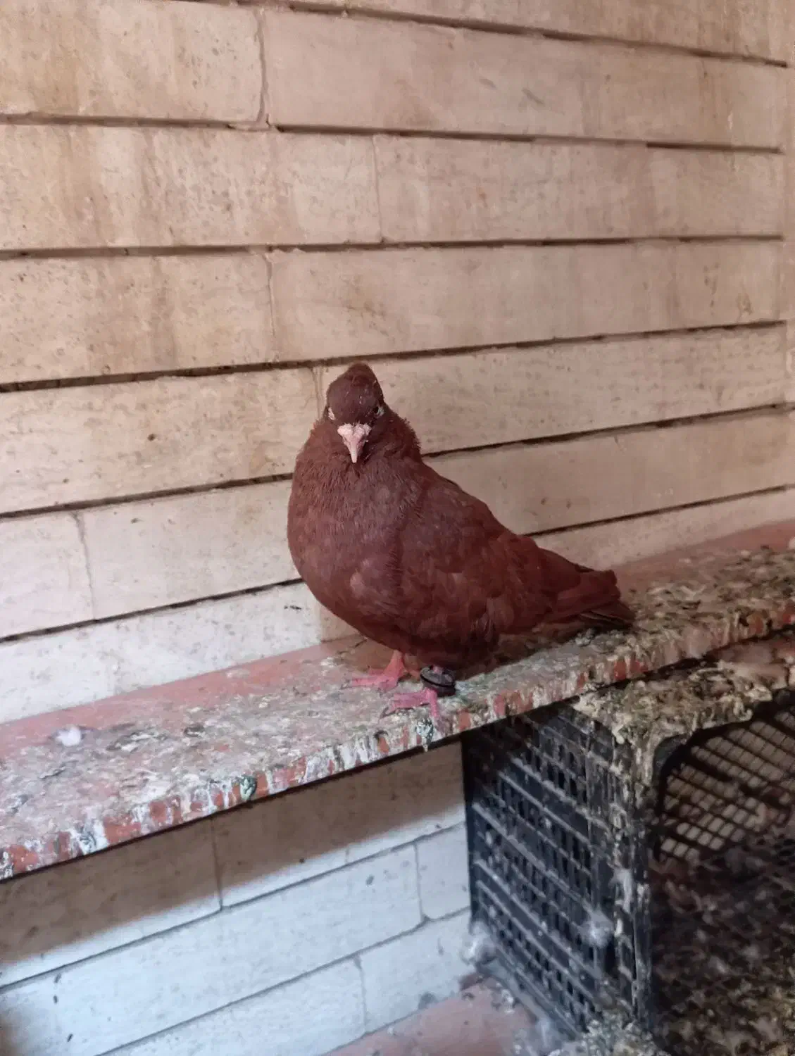 سرخ باسینه ایی|پرنده|خرمشهر, |دیوار