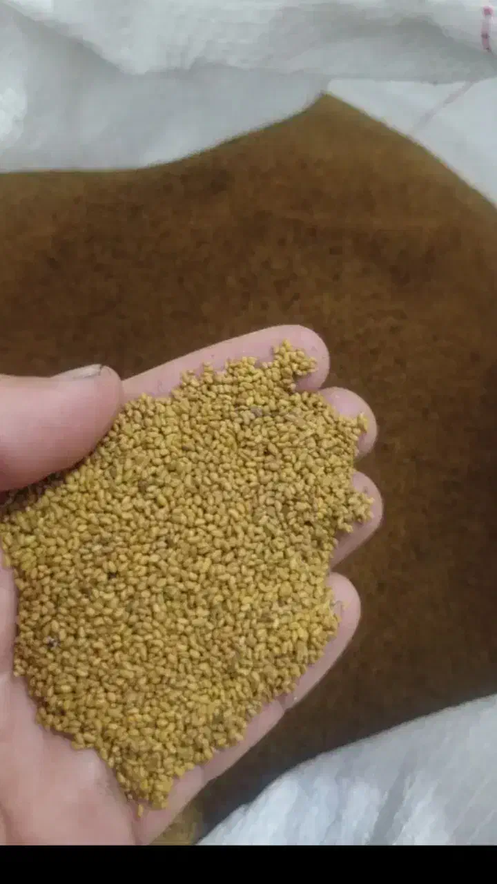 بذر یونجه همدانی|گل و گیاه طبیعی|قشلاق دشت, |دیوار