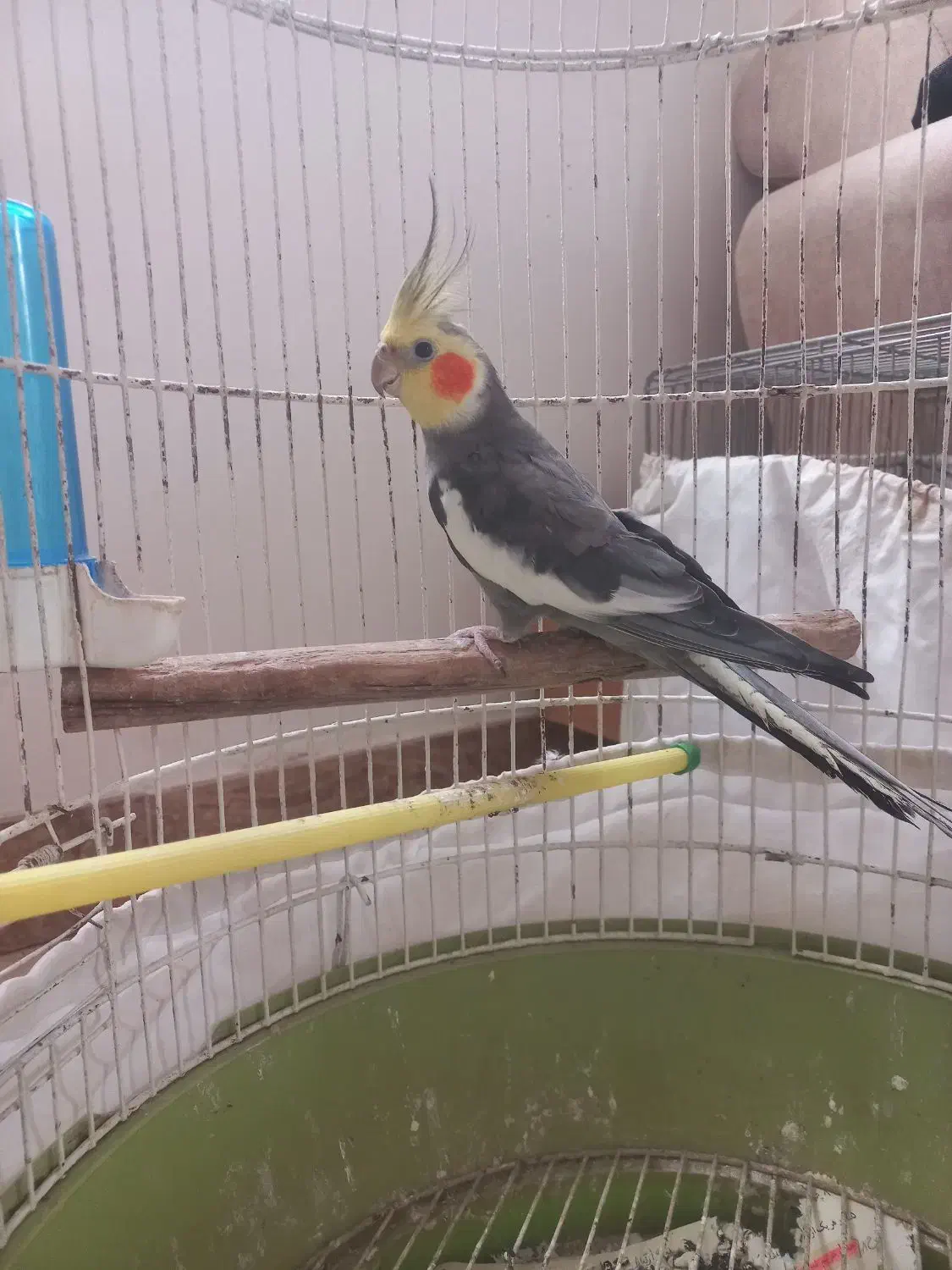 عروس هلندی باهوش|پرنده|سنگر, |دیوار