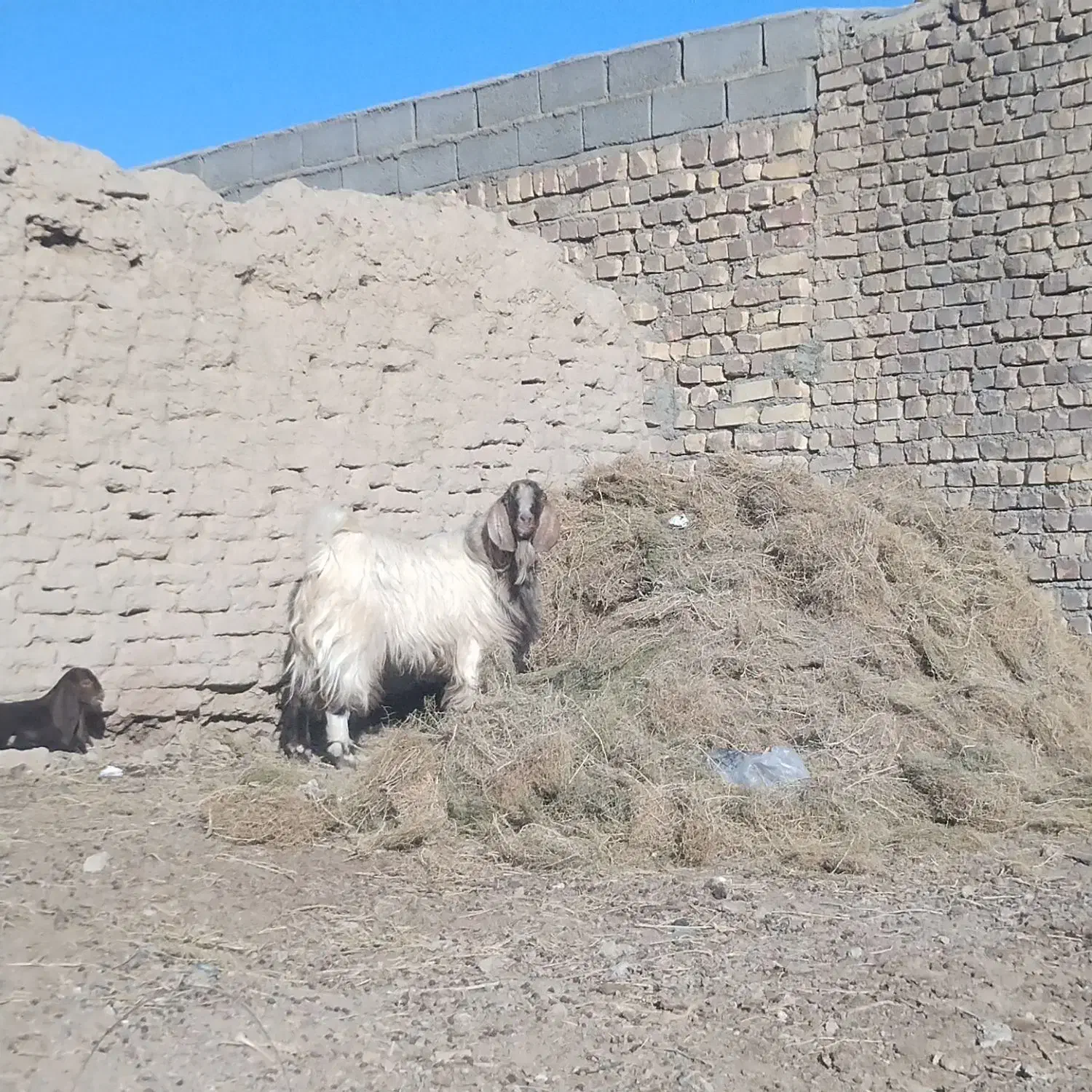 کیان|حیوانات مزرعه|مهرستان, |دیوار