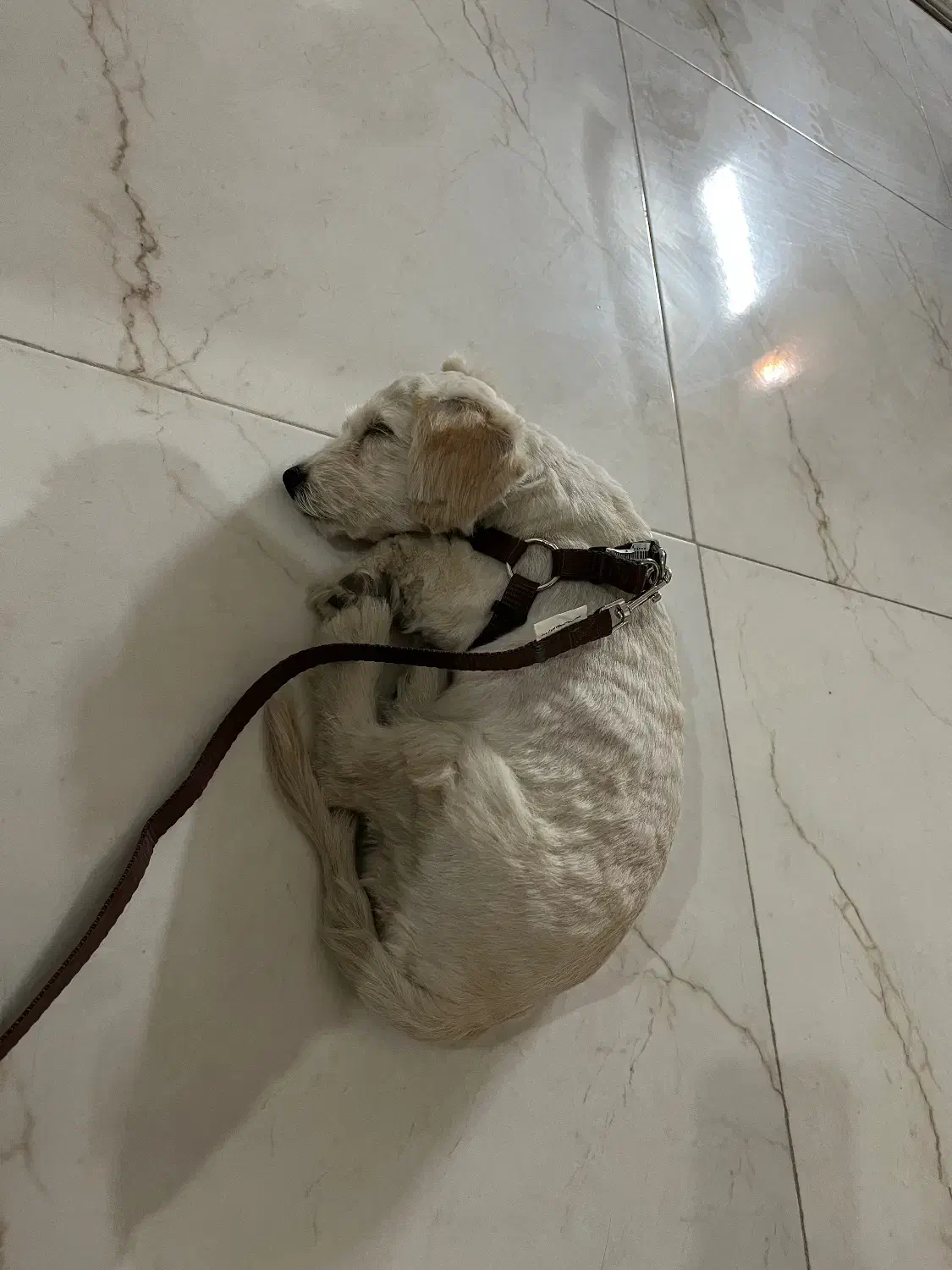 سگ کاتن|سگ|برخوار, |دیوار