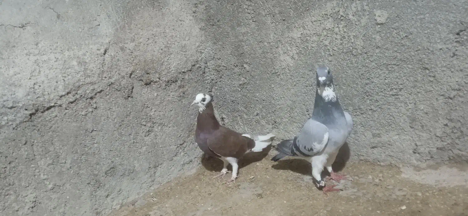 کبوتر|پرنده|جنت, |دیوار