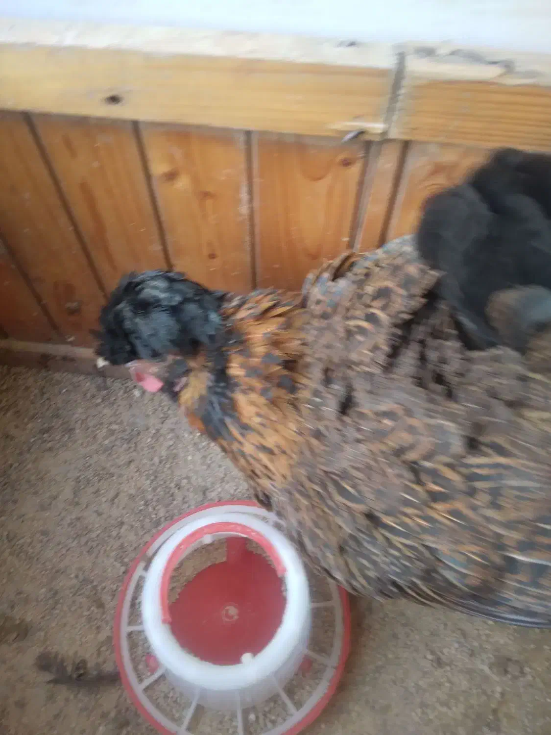 مرغ کاکولی با ۱۳ تا جوجه|حیوانات مزرعه|اطاقور, |دیوار