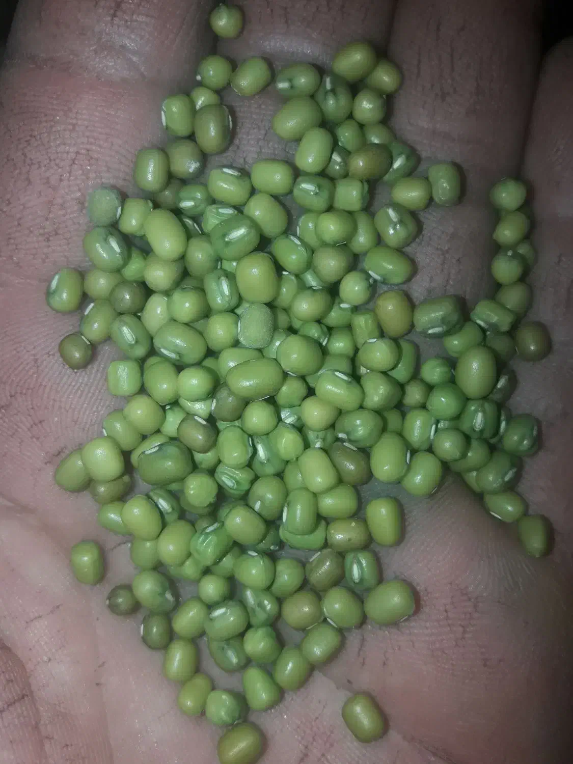 ۲۰ گونی ماش درج یک یک|خوردنی و آشامیدنی|چگنی, |دیوار