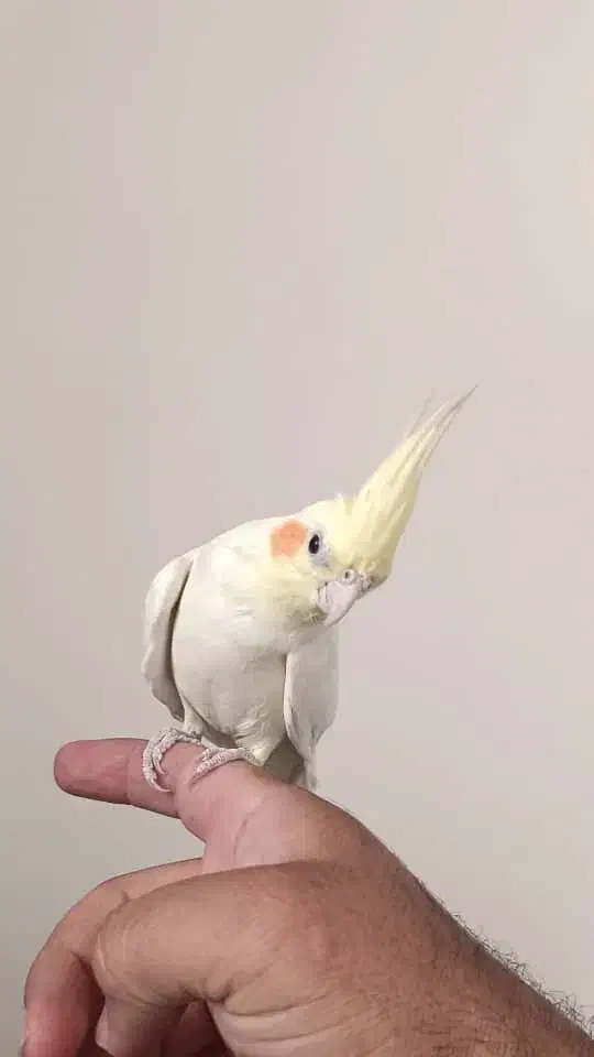 دو عدد عروس هلندی و یه قفس|پرنده|ایوان, |دیوار