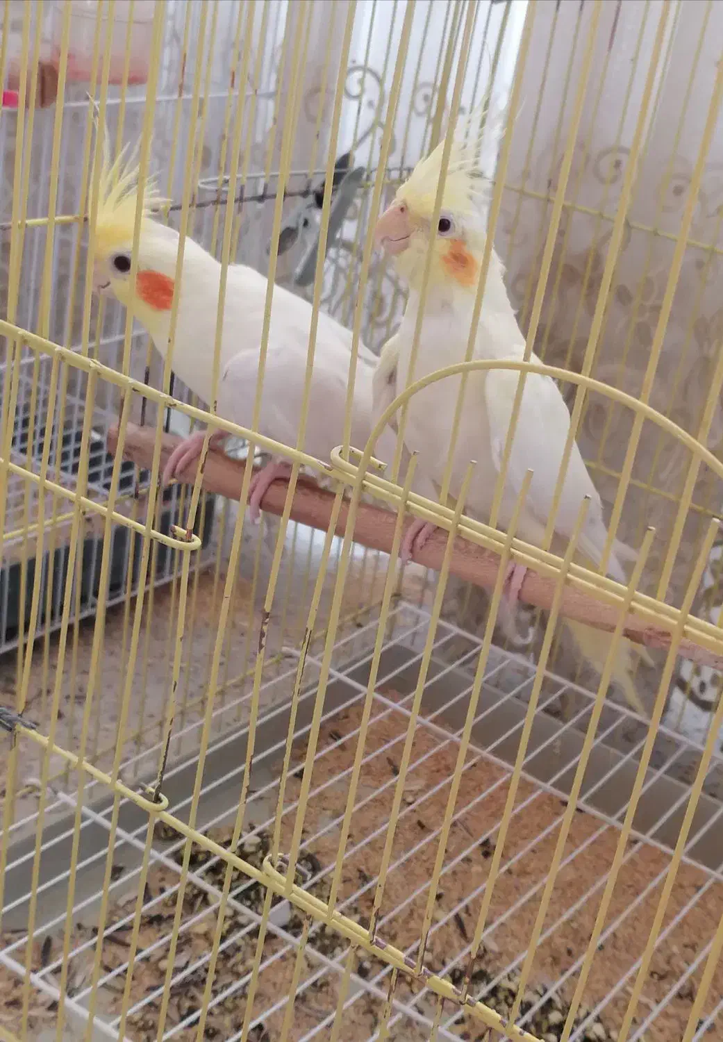 عروس هلندی جفت|پرنده|برخوار, |دیوار