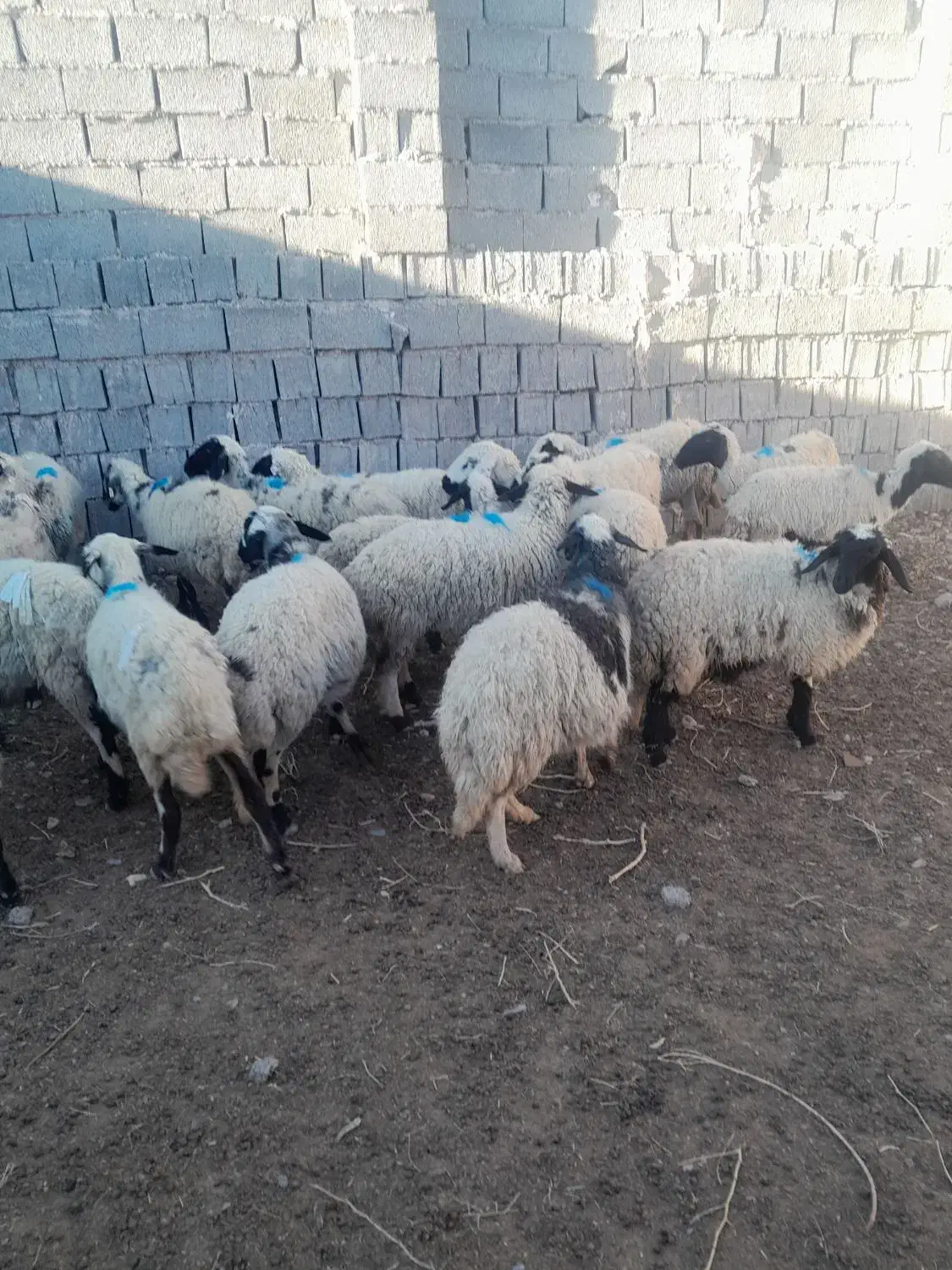 میش|حیوانات مزرعه|رفسنجان, |دیوار