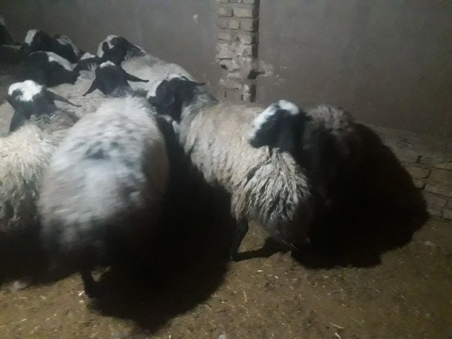 گوسفندشال 20رس|حیوانات مزرعه|شال, |دیوار