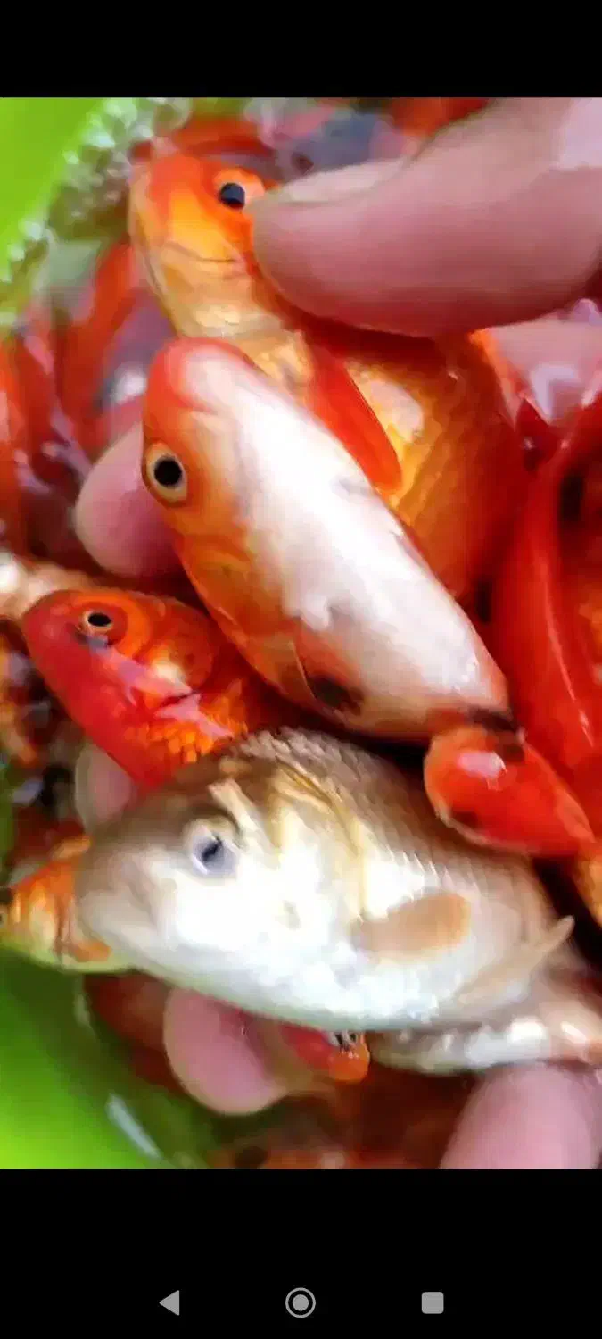 ماهی قرمز عمده|ماهی|قم, نخودی|دیوار