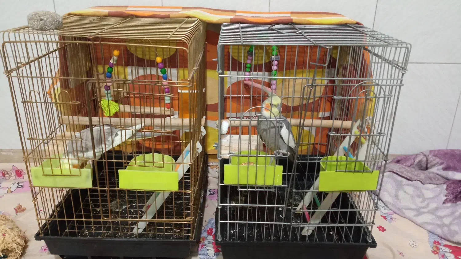 عروس هلندی سخنگو|پرنده|اصفهان, فجر|دیوار