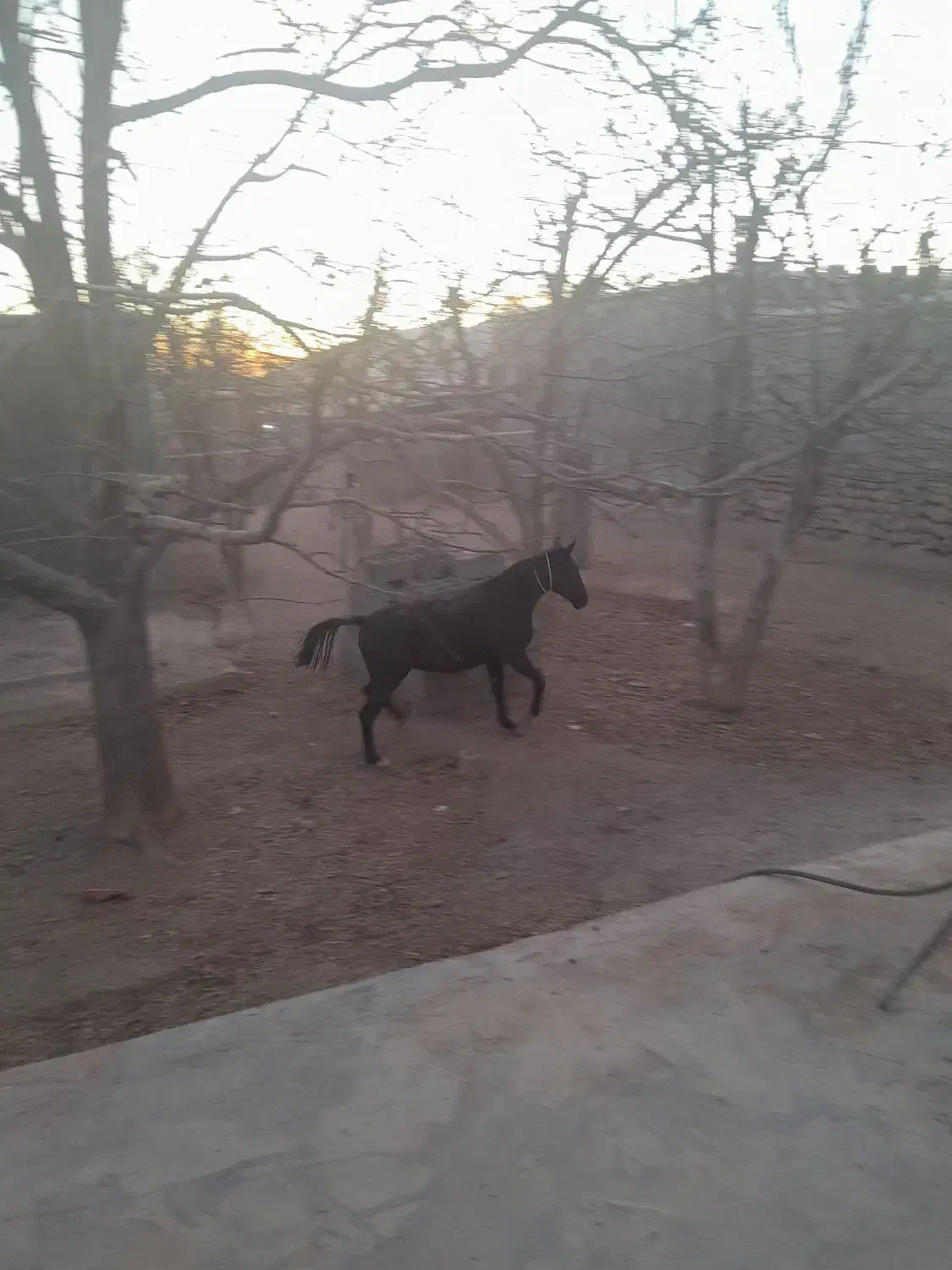 مادیان ۳ سال|اسب و تجهیزات اسبسواری|گندمان, |دیوار