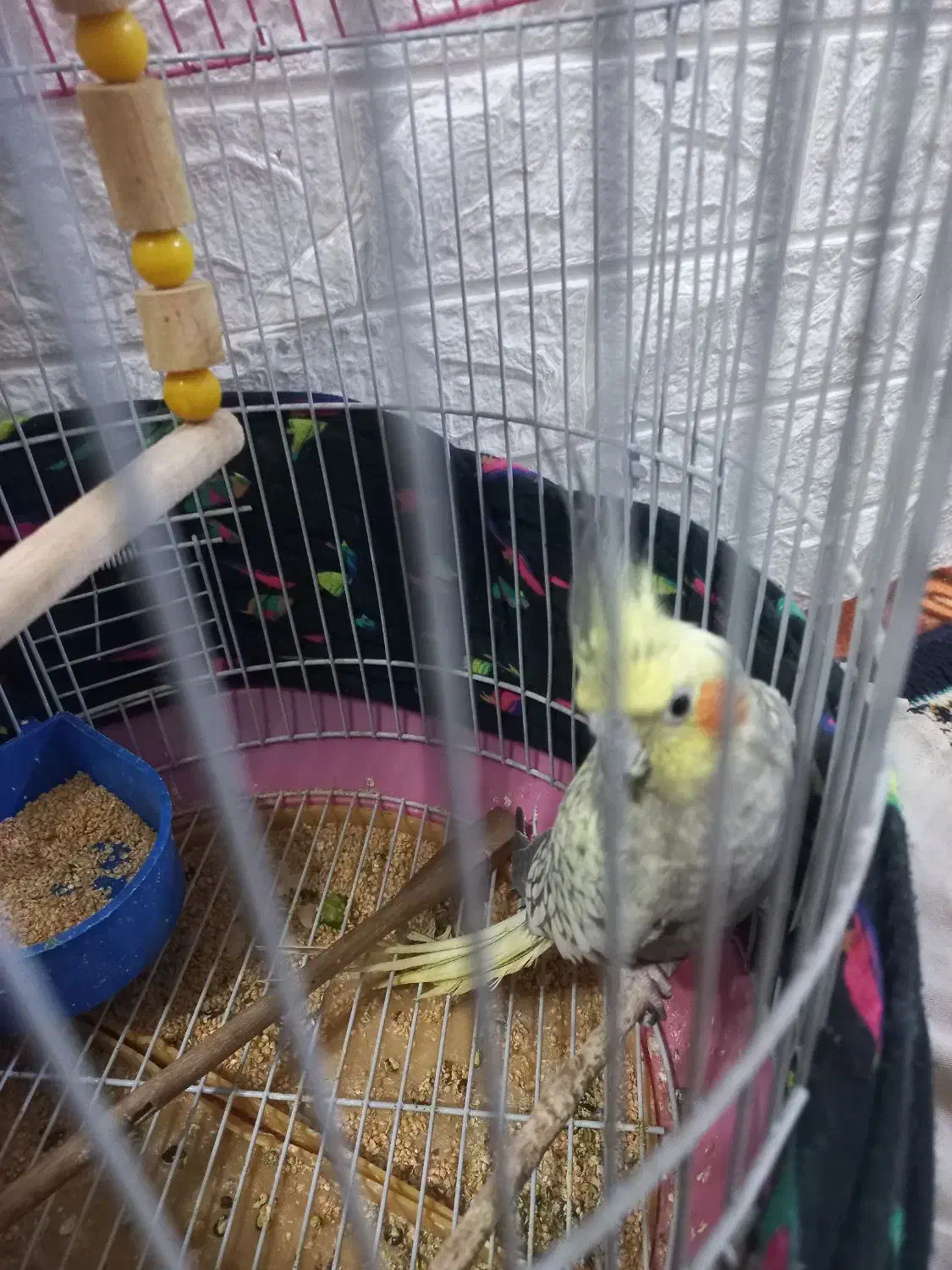 عروس هلندی سلامت|پرنده|فشاپویه, |دیوار